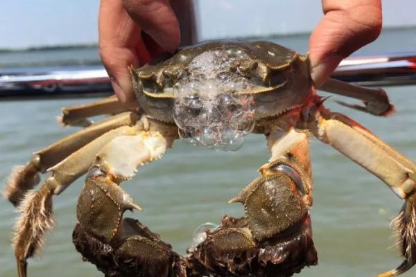 如何鉴别阳澄湖大闸蟹的真假,真品具有蟹壳青灰、甲壳晶莹等特点