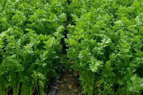 怎么让芹菜安全越冬,可加盖草帘、避免连续灌水
