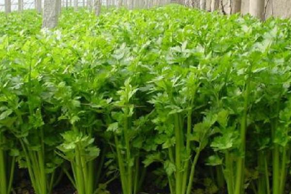 怎么让芹菜安全越冬,可加盖草帘、避免连续灌水