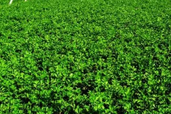 怎么让芹菜安全越冬,可加盖草帘、避免连续灌水