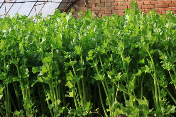 怎么让芹菜安全越冬,可加盖草帘、避免连续灌水