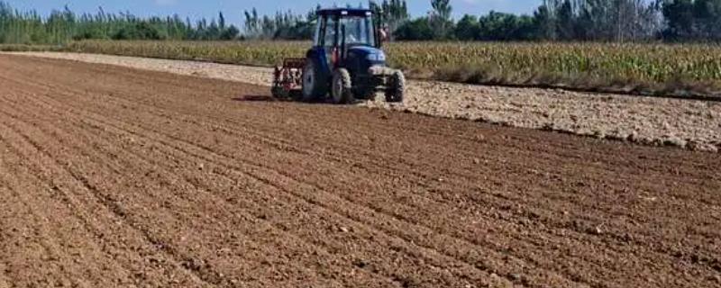 十月几号种小麦合适