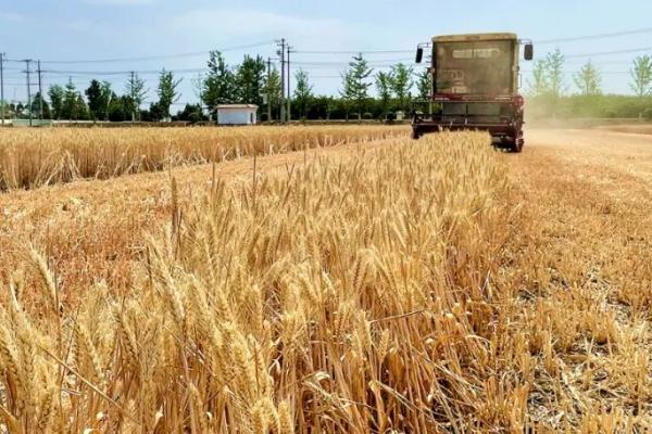 十月几号种小麦合适,华北地区通常在10月14号种植