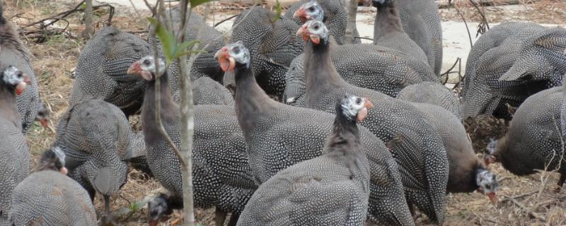 珍珠鸡的散养方法