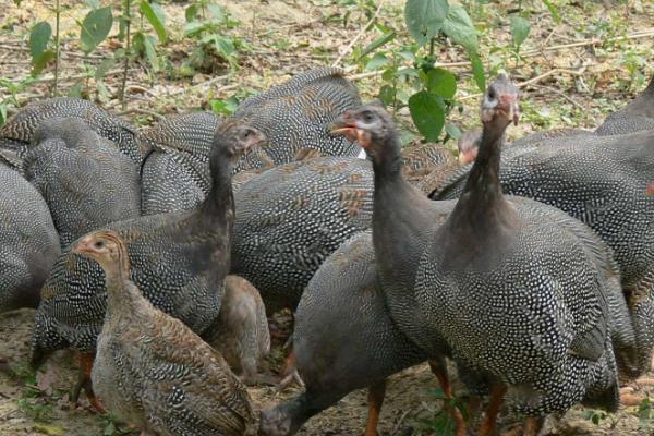 珍珠鸡的散养方法,最好选择在山林中进行散养