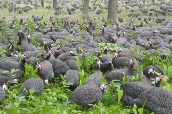 珍珠鸡的散养方法,最好选择在山林中进行散养