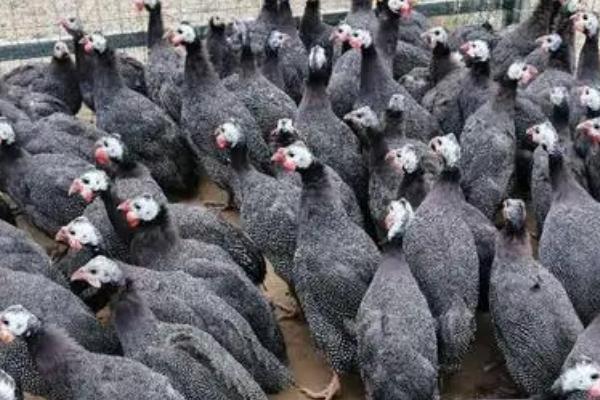 珍珠鸡的散养方法,最好选择在山林中进行散养