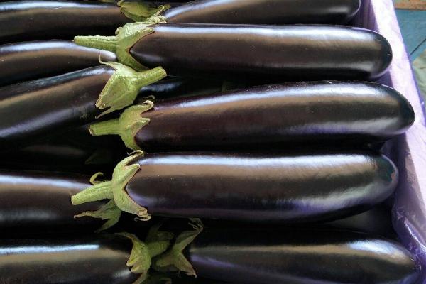 夏秋茄子栽培法,于4月下旬或5月初育苗