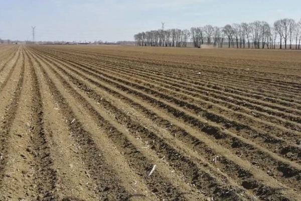 夏秋茄子栽培法,于4月下旬或5月初育苗