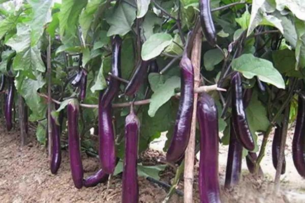 夏秋茄子栽培法,于4月下旬或5月初育苗