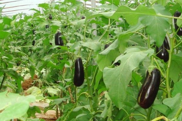 夏秋茄子栽培法,于4月下旬或5月初育苗