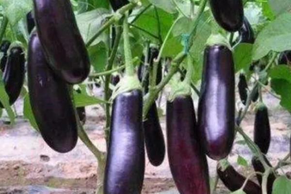 夏秋茄子栽培法,于4月下旬或5月初育苗