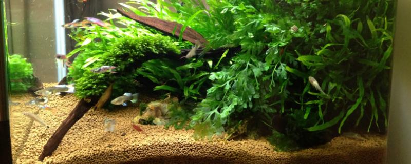 40乘40的鱼缸如何养鱼