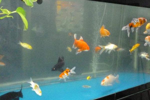 40乘40的鱼缸如何养鱼,要注意喂食的量