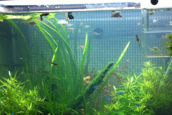 40乘40的鱼缸如何养鱼,要注意喂食的量