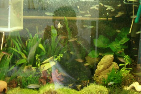 40乘40的鱼缸如何养鱼,要注意喂食的量