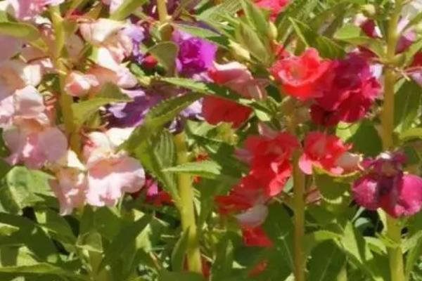 凤仙花的种植方法,通常是在4月份种植