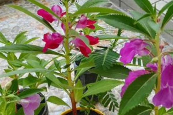 凤仙花的种植方法,通常是在4月份种植