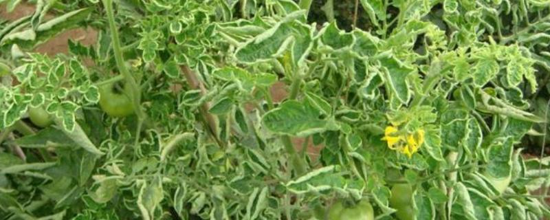 番茄病毒病的症状