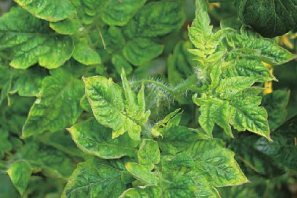 番茄病毒病的症状,因具体类型而异