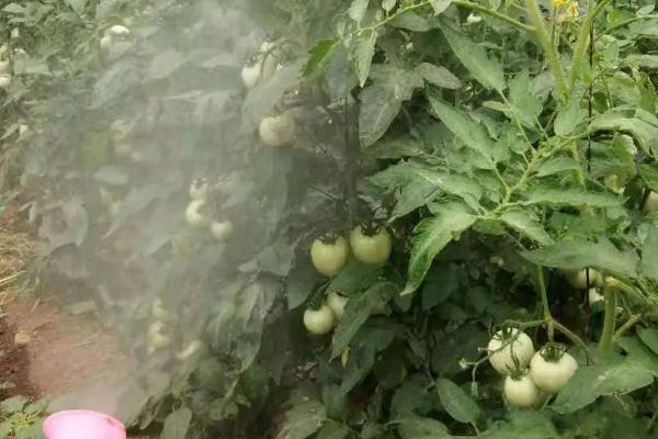 番茄病毒病的症状,因具体类型而异