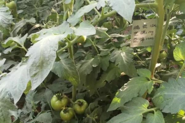 番茄病毒病的症状,因具体类型而异