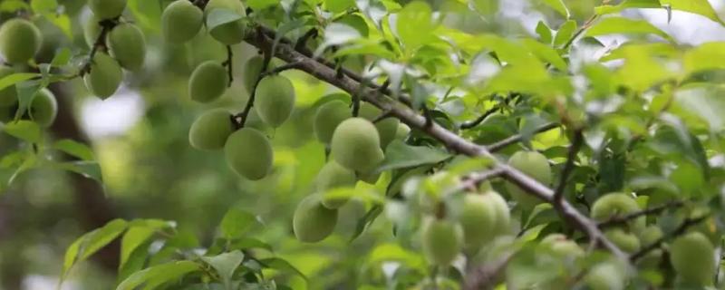 青梅的种植技术