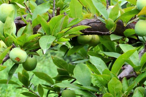 青梅的种植技术,栽种时应及时进行修剪和整形