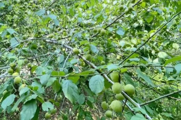 青梅的种植技术,栽种时应及时进行修剪和整形