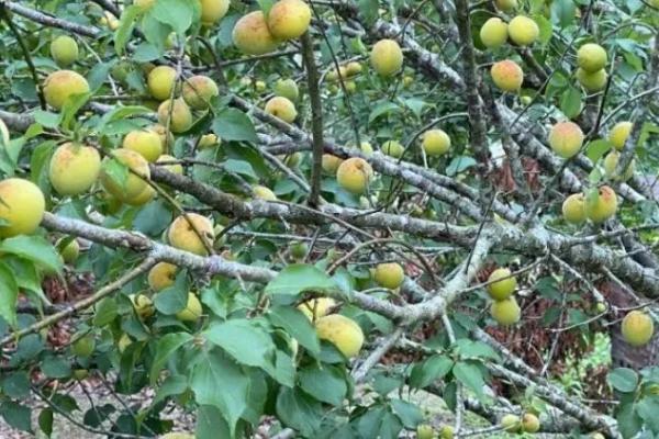 青梅的种植技术,栽种时应及时进行修剪和整形