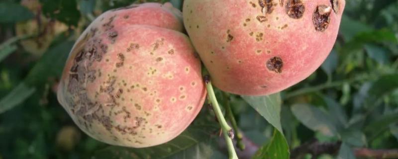 桃子黑星病怎么防治