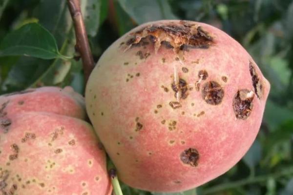 桃子黑星病怎么防治,秋末冬初要清理病枝、集中烧毁