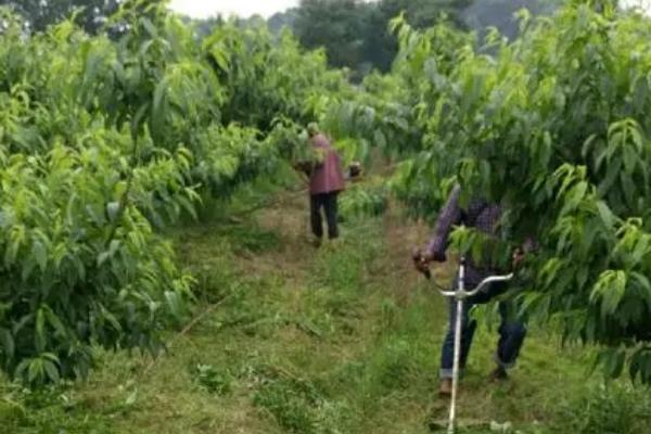 桃子黑星病怎么防治,秋末冬初要清理病枝、集中烧毁
