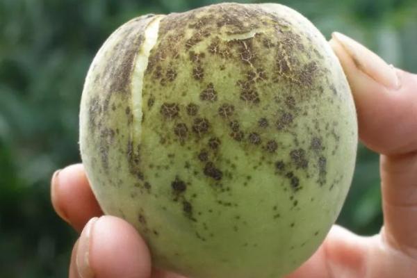 桃子黑星病怎么防治,秋末冬初要清理病枝、集中烧毁