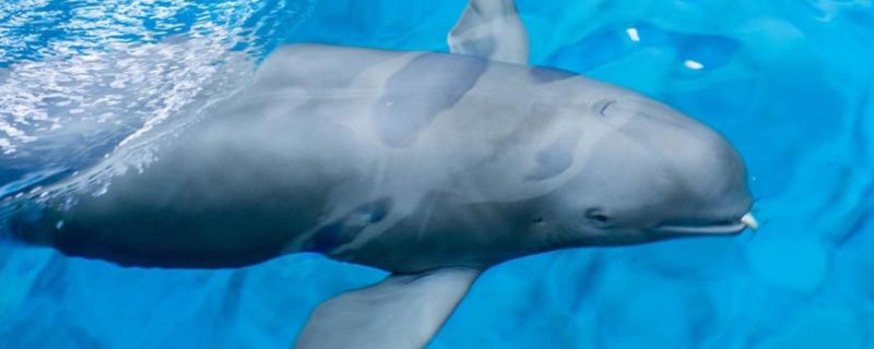 海猪是不是海豚