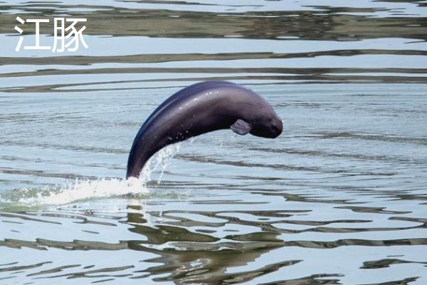 海猪是不是海豚,二者不是同一种动物