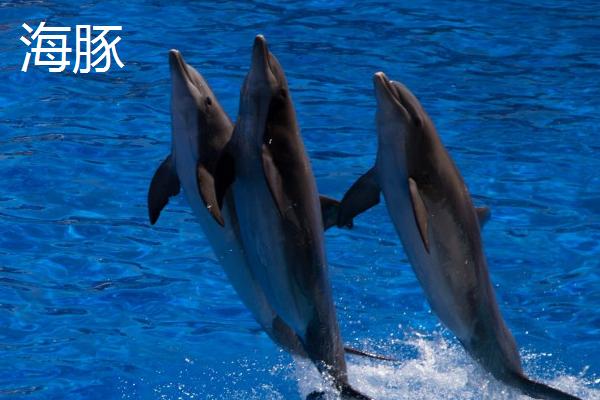 海猪是不是海豚,二者不是同一种动物