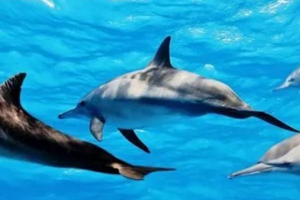 海猪是不是海豚,二者不是同一种动物