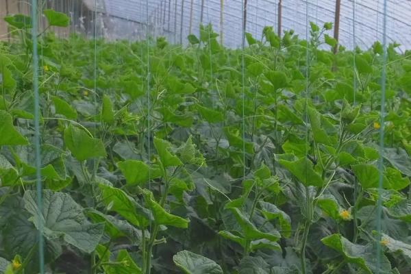 大棚黄瓜的种植方法,开沟起垄后再定植