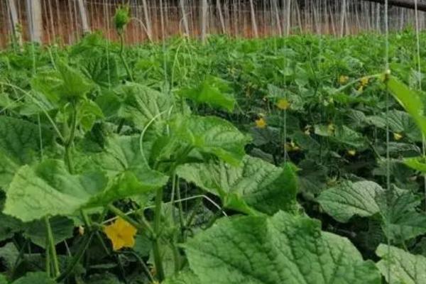大棚黄瓜的种植方法,开沟起垄后再定植