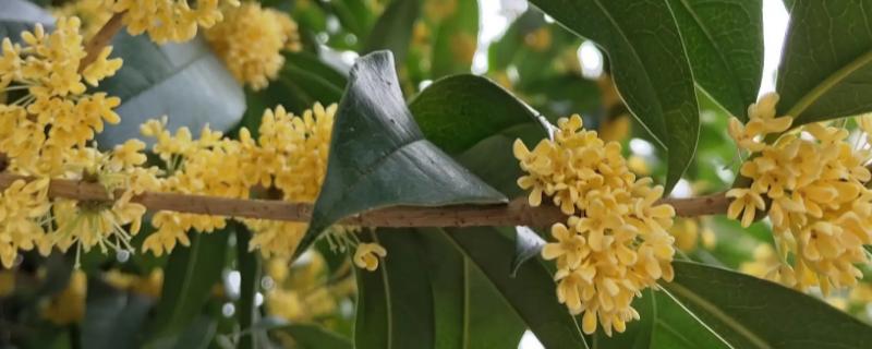 桂花的开放时间