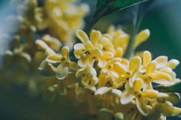 桂花的开放时间,会受到自身品种的影响