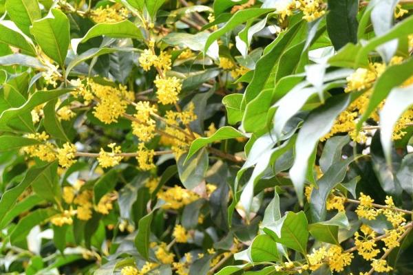 桂花的开放时间,会受到自身品种的影响