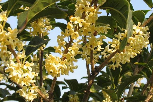 桂花的开放时间,会受到自身品种的影响