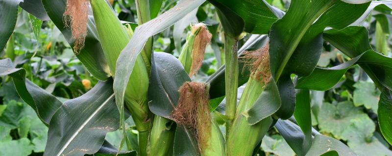 玉米的需肥规律