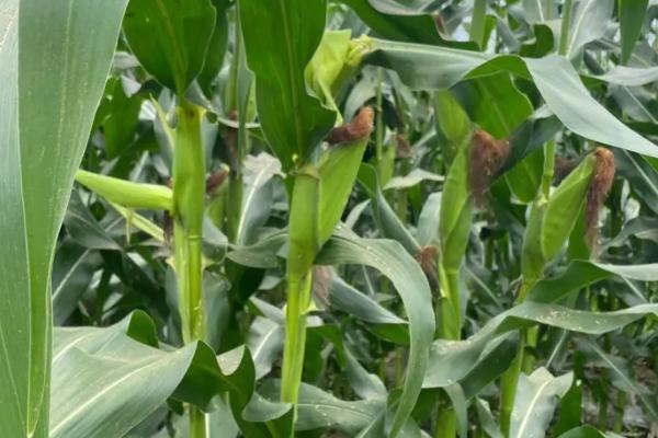 玉米的需肥规律,对氮肥和磷肥的吸收量较多、钾肥相对较少