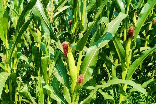 玉米的需肥规律,对氮肥和磷肥的吸收量较多、钾肥相对较少
