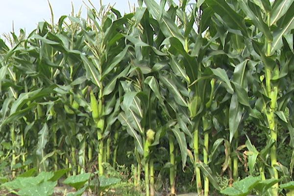 玉米的需肥规律,对氮肥和磷肥的吸收量较多、钾肥相对较少