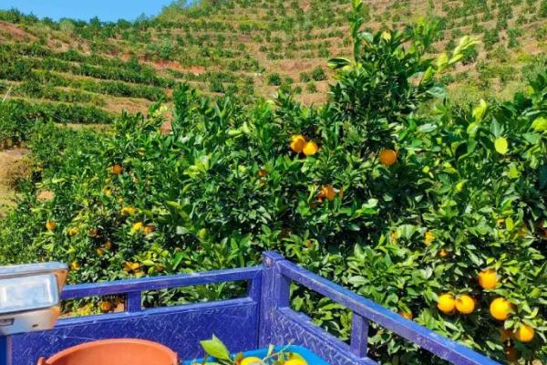 赣南脐橙四季如何管理,秋季保梢冬季保叶