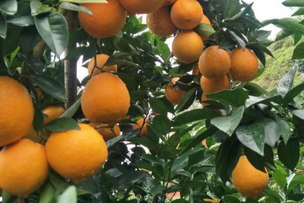 赣南脐橙四季如何管理,秋季保梢冬季保叶